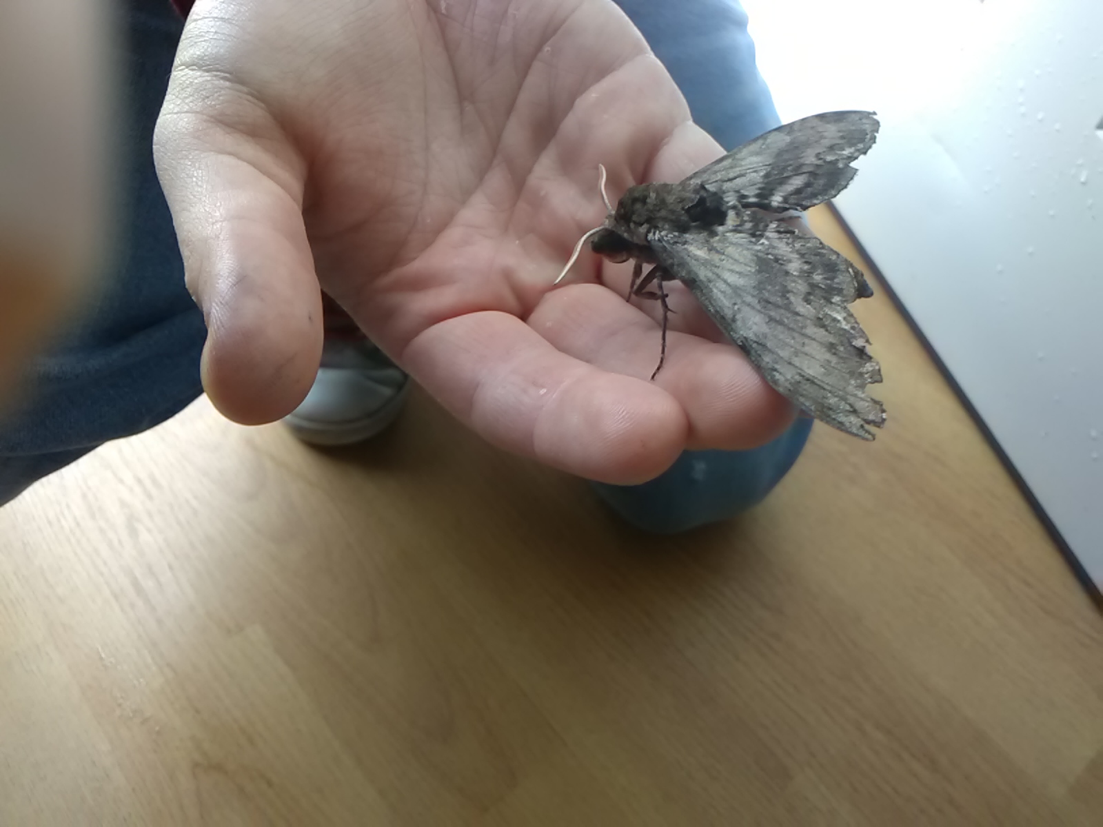./big-moth.jpg